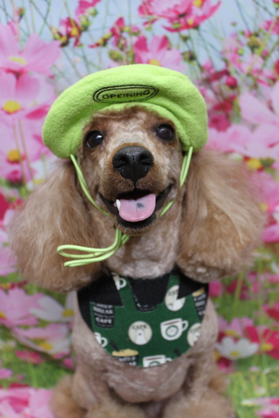 千葉県鎌ヶ谷市のトイプードルのトリミング画像