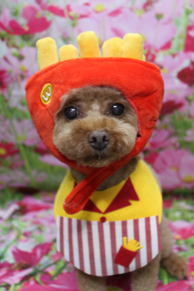 神奈川県横浜市のトイプードルのトリミング画像