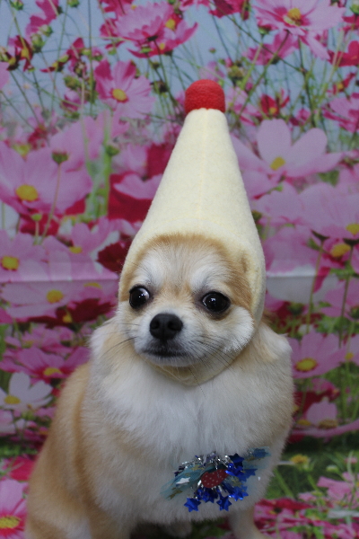 千葉県船橋市のミックス犬のトリミング画像