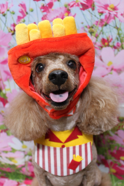 千葉県鎌ヶ谷市のトイプードルのトリミング画像