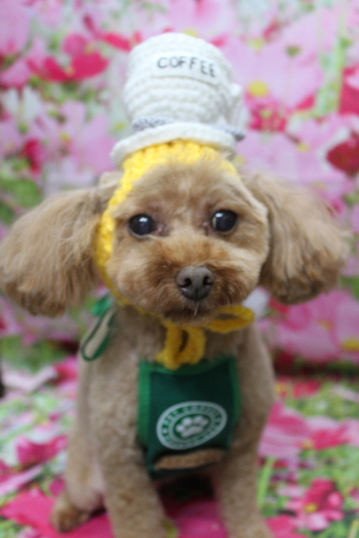 神奈川県横浜市のトイプードルのトリミング画像