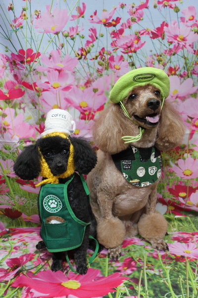 千葉県鎌ヶ谷市のトイプードルのトリミング画像