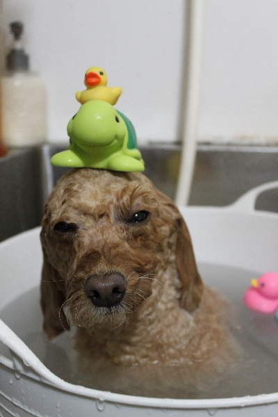 千葉県船橋市のトイプードルの炭酸泉画像