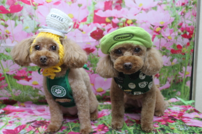 神奈川県横浜市のトイプードルのトリミング画像