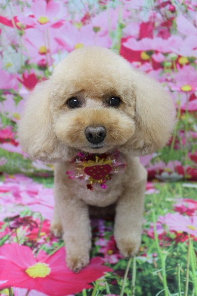 千葉県船橋市のトイプードルのトリミング画像