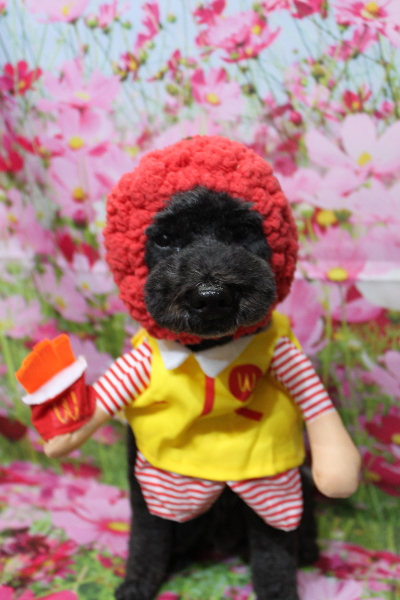 千葉県松戸市のトイプードルのトリミング画像