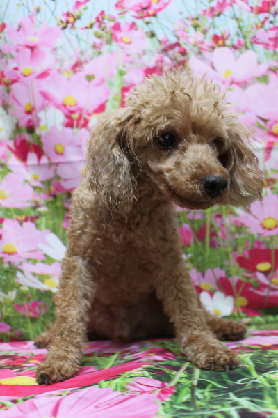 千葉県船橋市のトイプードルのトリミング前画像