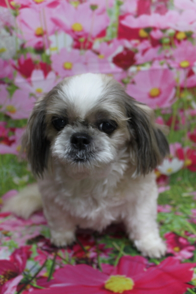 千葉県鎌ケ谷市のシーズーのトリミング前画像