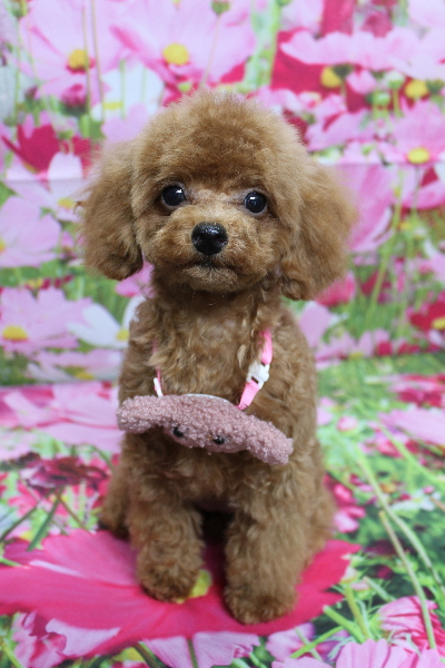 千葉県船橋市のトイプードルのトリミング画像