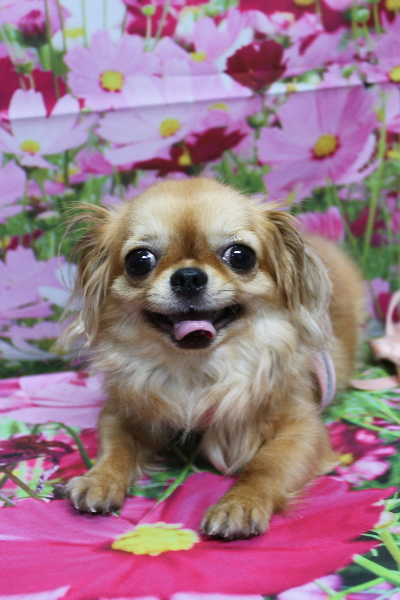 千葉県船橋市のロングコートチワワのトリミング前画像