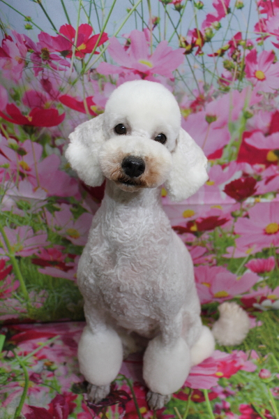 トイプードルブリーダーの成犬、トリミング画像