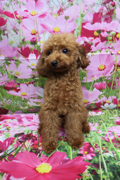 千葉県船橋市のトイプードルのトリミング前画像