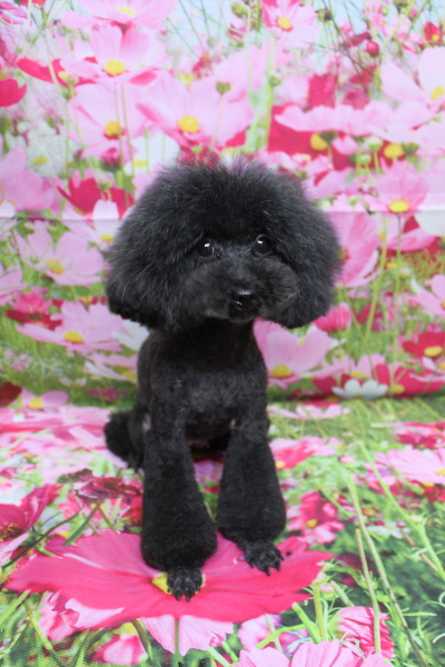 トイプードルブリーダーの成犬、トリミング画像