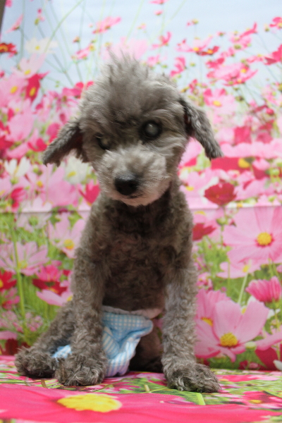 千葉県船橋市のトイプードルのトリミング前画像