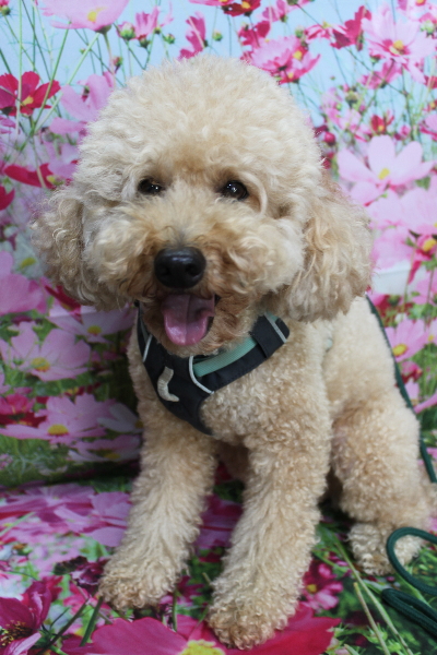 千葉県船橋市のトイプードルのトリミング前画像