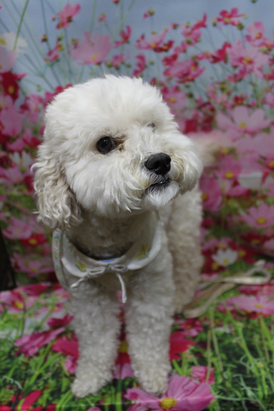 千葉県松戸市のミックス犬のトリミング前画像