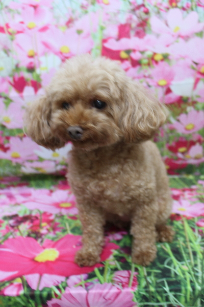 神奈川県横浜市のトイプードルのトリミング前画像