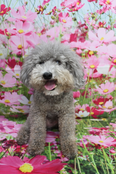 千葉県船橋市のトイプードルのトリミング前画像