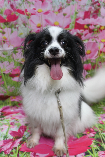 茨城県龍ヶ崎市のパピヨントリミング前画像