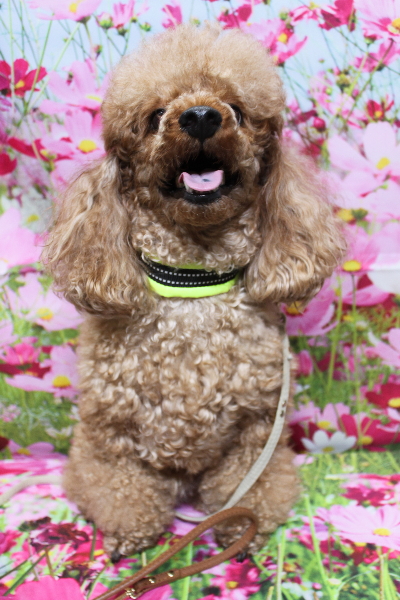 千葉県鎌ヶ谷市のトイプードルのトリミング前画像