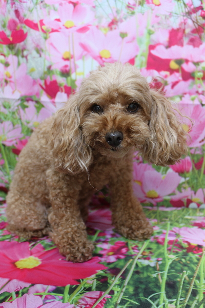 千葉県船橋市のトイプードルのトリミング前画像