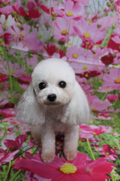 トイプードルブリーダーの成犬、トリミング画像