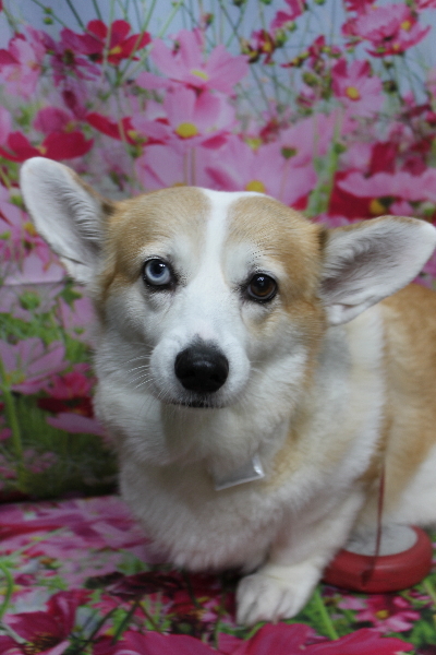 千葉県船橋市のコーギーのトリミング前画像