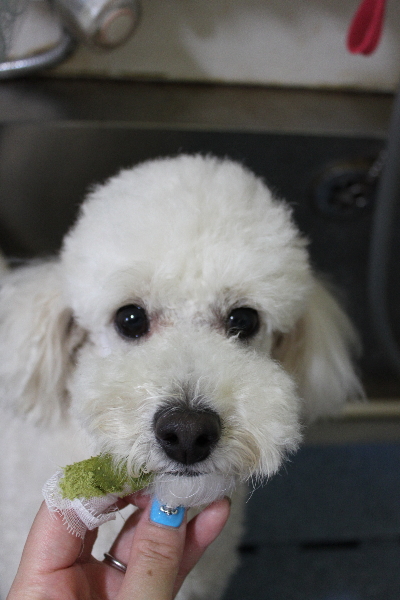 千葉県鎌ヶ谷市のトイプードルの歯磨き画像