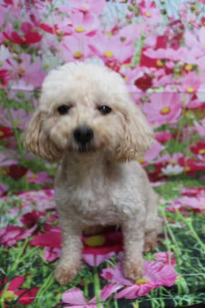 トイプードルブリーダーの成犬、トリミング画像