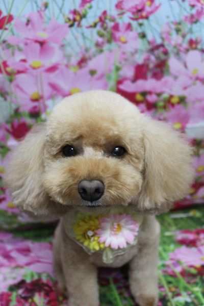 千葉県船橋市のトイプードルのトリミング画像