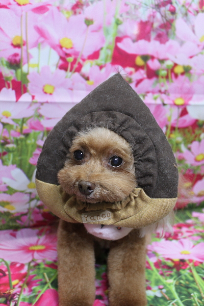 千葉県船橋市のトイプードルのトリミング画像