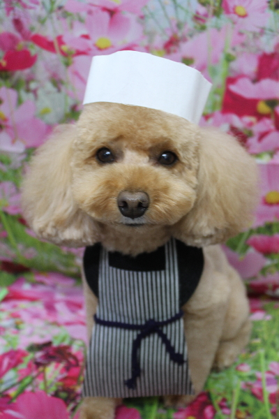 千葉県船橋市のトイプードルのトリミング画像