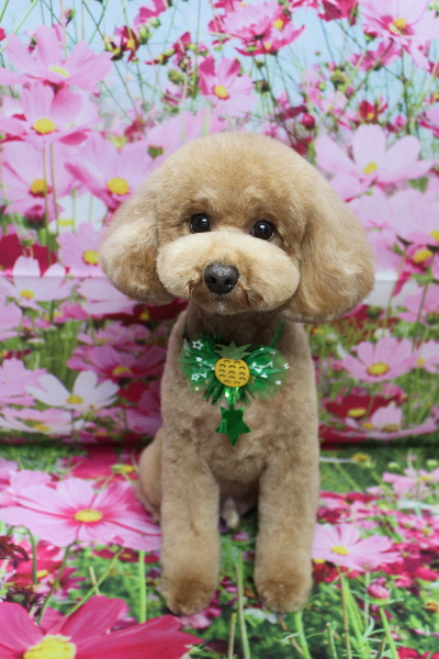 千葉県船橋市のトイプードルのトリミング画像