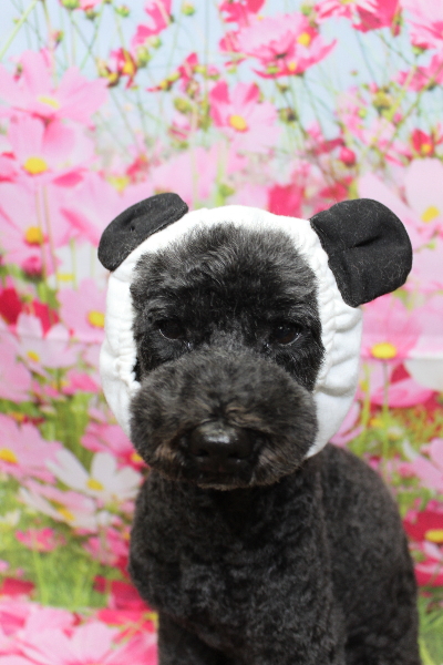 千葉県松戸市のトイプードルのトリミング画像