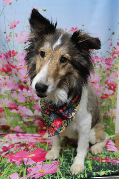 千葉県船橋市のシェルティーのトリミング前画像