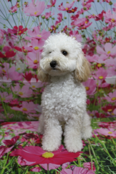 千葉県松戸市のトイプードルのトリミング前画像