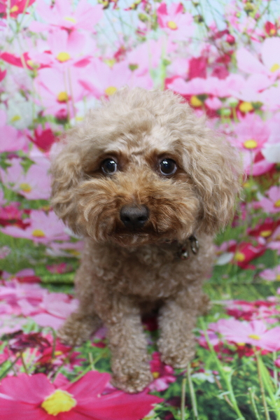 千葉県船橋市のトイプードルのトリミング前画像