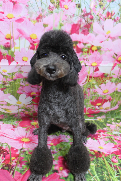 トイプードルブリーダーの成犬、トリミング画像