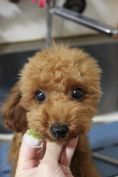 千葉県船橋市のトイプードルの歯磨き画像