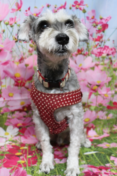 千葉県船橋市のミニチュアシュナウザーのトリミング前画像
