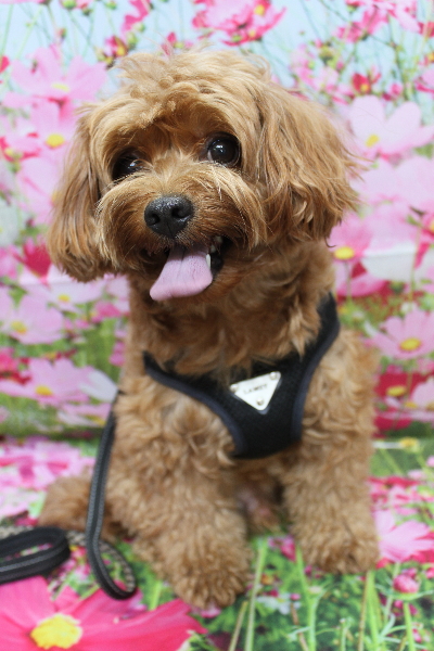 千葉県鎌ケ谷市のミックス犬のトリミング前画像