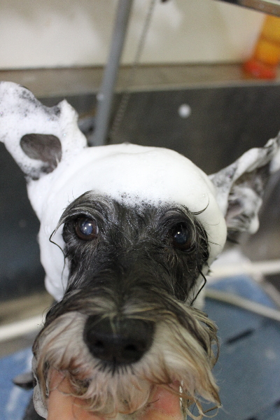 千葉県船橋市のミニチュアシュナウザーのシャンプー画像