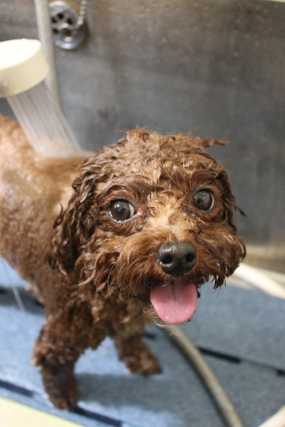 千葉県鎌ケ谷市トイプードルのオゾンシャワー画像