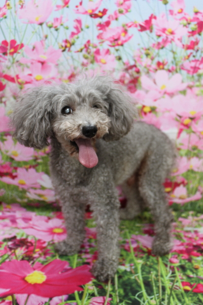 千葉県船橋市のトイプードルのトリミング前画像
