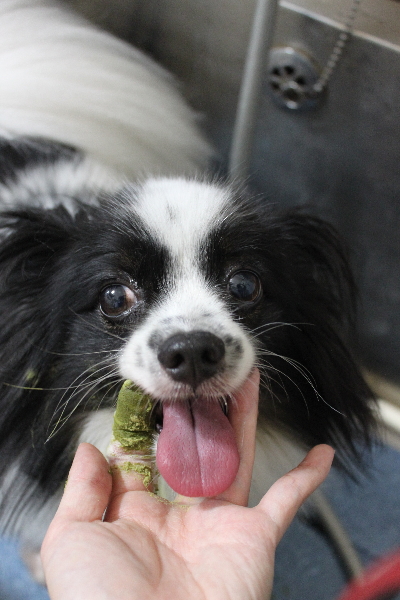 茨城県龍ヶ崎市のパピヨンの歯磨き画像