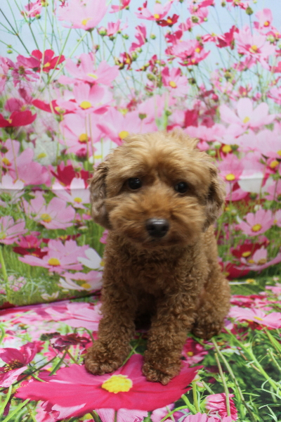 千葉県船橋市のトイプードルのトリミング前画像