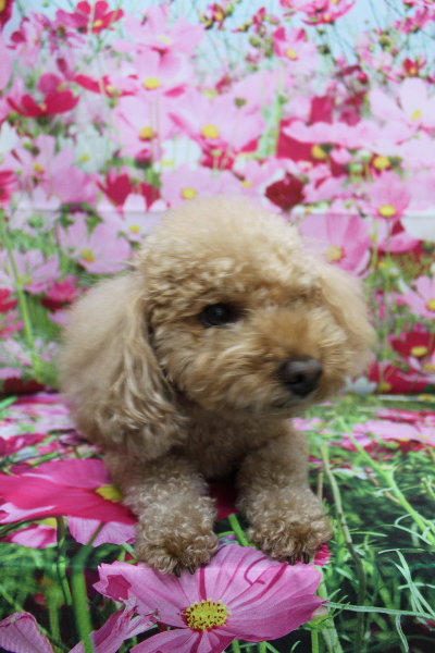 千葉県船橋市のトイプードルのトリミング前画像