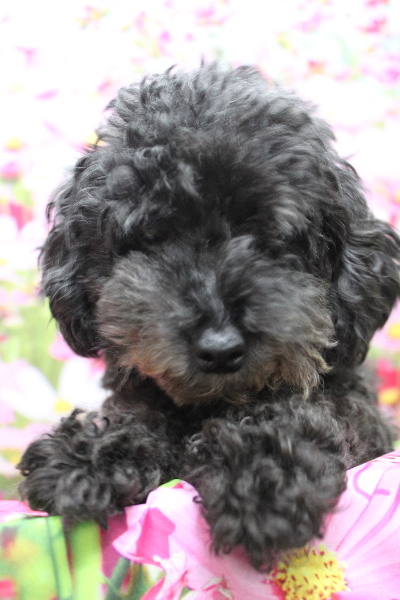 トイプードルブリーダーの成犬、トリミング画像