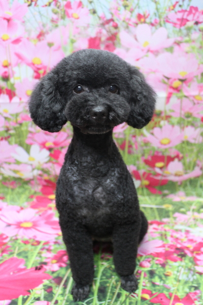 トイプードルブリーダーの成犬、トリミング画像