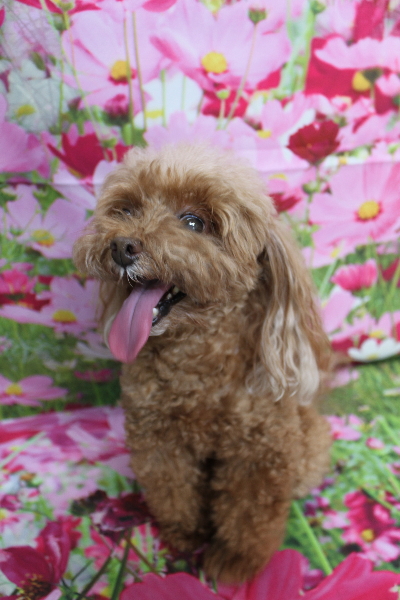 千葉県船橋市のトイプードルのトリミング前画像